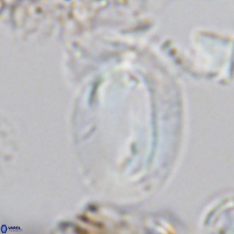 Helicosphaera kamptneri VR 05652