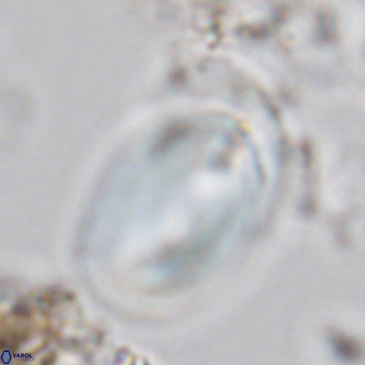 Helicosphaera kamptneri VR 05654