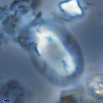 Helicosphaera kamptneri VR 05659