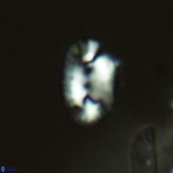 Helicosphaera kamptneri VR 05777