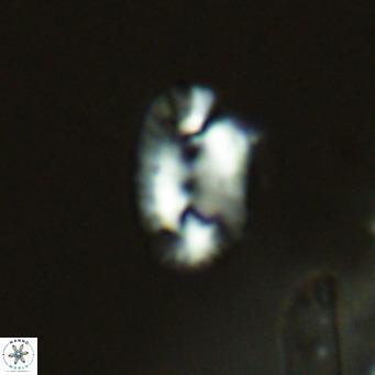 Helicosphaera kamptneri VR 05777