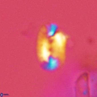 Helicosphaera kamptneri VR 05778