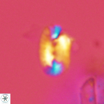 Helicosphaera kamptneri VR 05778