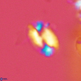 Helicosphaera kamptneri VR 05779