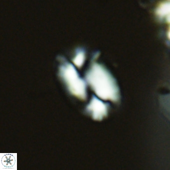 Helicosphaera kamptneri VR 05780