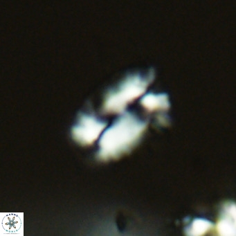 Helicosphaera kamptneri VR 05781