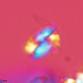 Helicosphaera kamptneri VR 05782