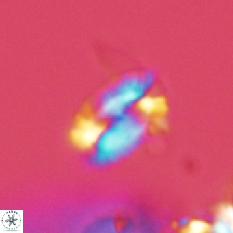 Helicosphaera kamptneri VR 05782