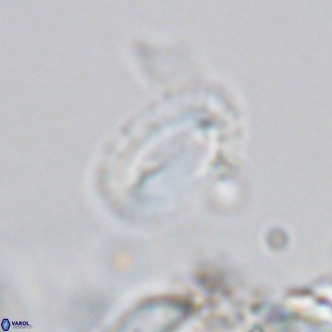 Helicosphaera kamptneri VR 05783