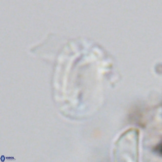 Helicosphaera kamptneri VR 05784