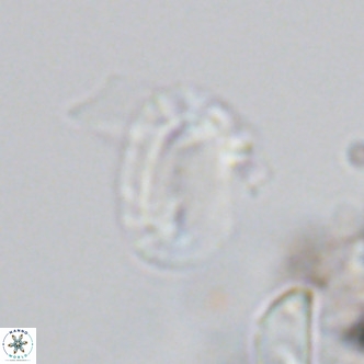 Helicosphaera kamptneri VR 05784