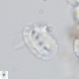 Helicosphaera kamptneri VR 05785