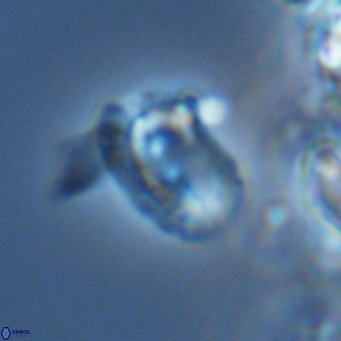 Helicosphaera kamptneri VR 05788