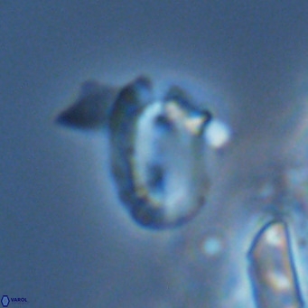 Helicosphaera kamptneri VR 05789