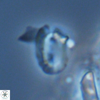 Helicosphaera kamptneri VR 05789