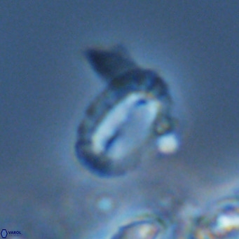 Helicosphaera kamptneri VR 05790