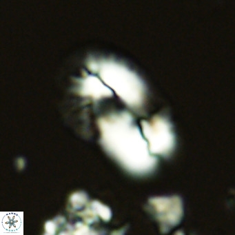 Helicosphaera kamptneri VR 05948