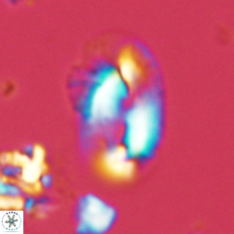 Helicosphaera kamptneri VR 05950