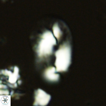 Helicosphaera kamptneri VR 05951