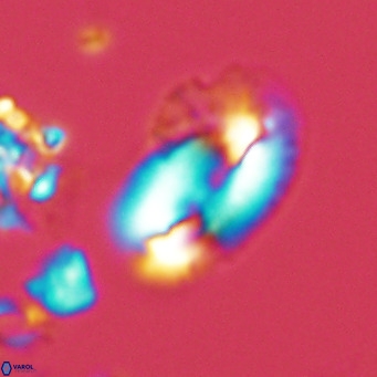 Helicosphaera kamptneri VR 05953