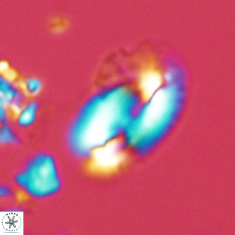 Helicosphaera kamptneri VR 05953
