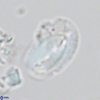 Helicosphaera kamptneri VR 05954