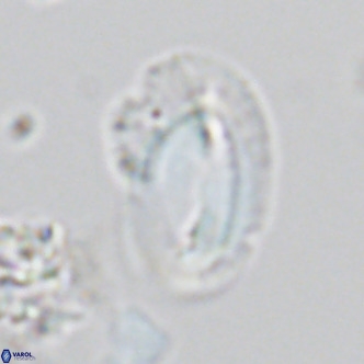 Helicosphaera kamptneri VR 05956