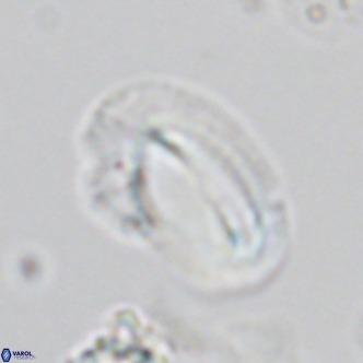 Helicosphaera kamptneri VR 05958