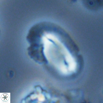 Helicosphaera kamptneri VR 05959