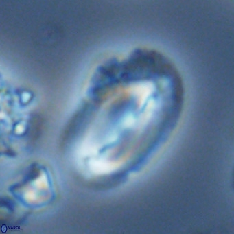 Helicosphaera kamptneri VR 05961