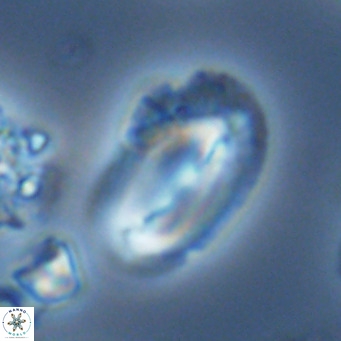 Helicosphaera kamptneri VR 05961