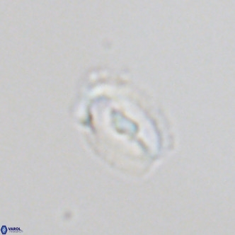 Helicosphaera kilida VR 05330
