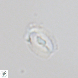 Helicosphaera kilida VR 05330