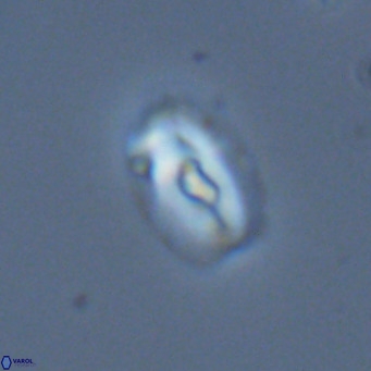 Helicosphaera kilida VR 05330