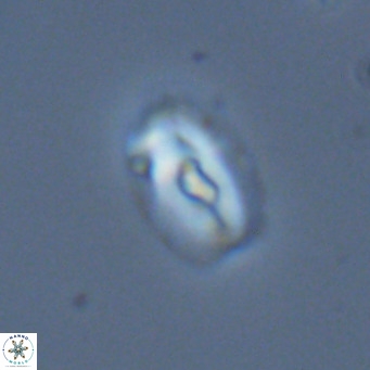 Helicosphaera kilida VR 05330