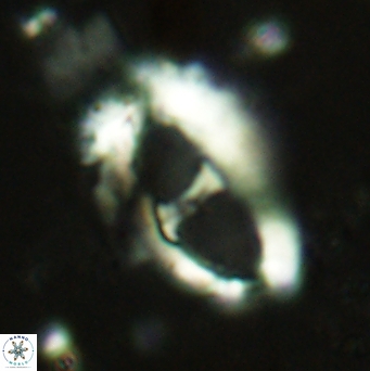 Helicosphaera leesiae 2382