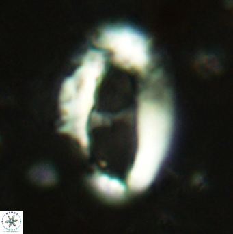 Helicosphaera leesiae 2385