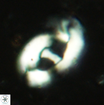 Helicosphaera leesiae 2391