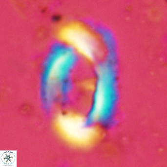 Helicosphaera leesiae 2393