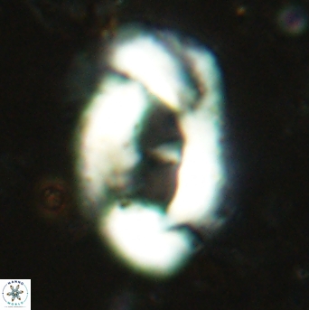 Helicosphaera leesiae 2394
