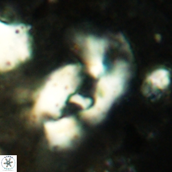 Helicosphaera leesiae 2440