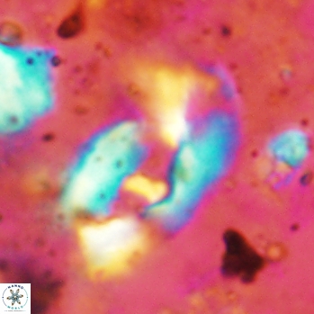 Helicosphaera leesiae 2441