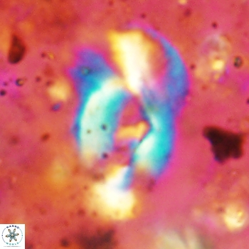 Helicosphaera leesiae 2442