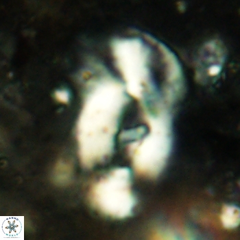 Helicosphaera leesiae 2443