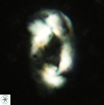 Helicosphaera leesiae 2457