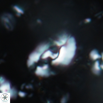 Helicosphaera leesiae 465