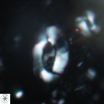 Helicosphaera leesiae 468
