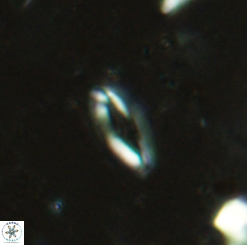 Helicosphaera lenticulata 2311