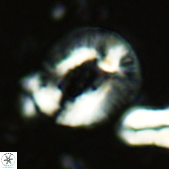 Helicosphaera lophota VR 02831