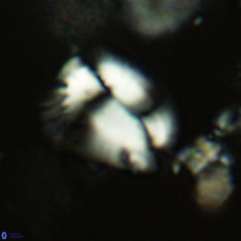 Helicosphaera pteryga VR 05857